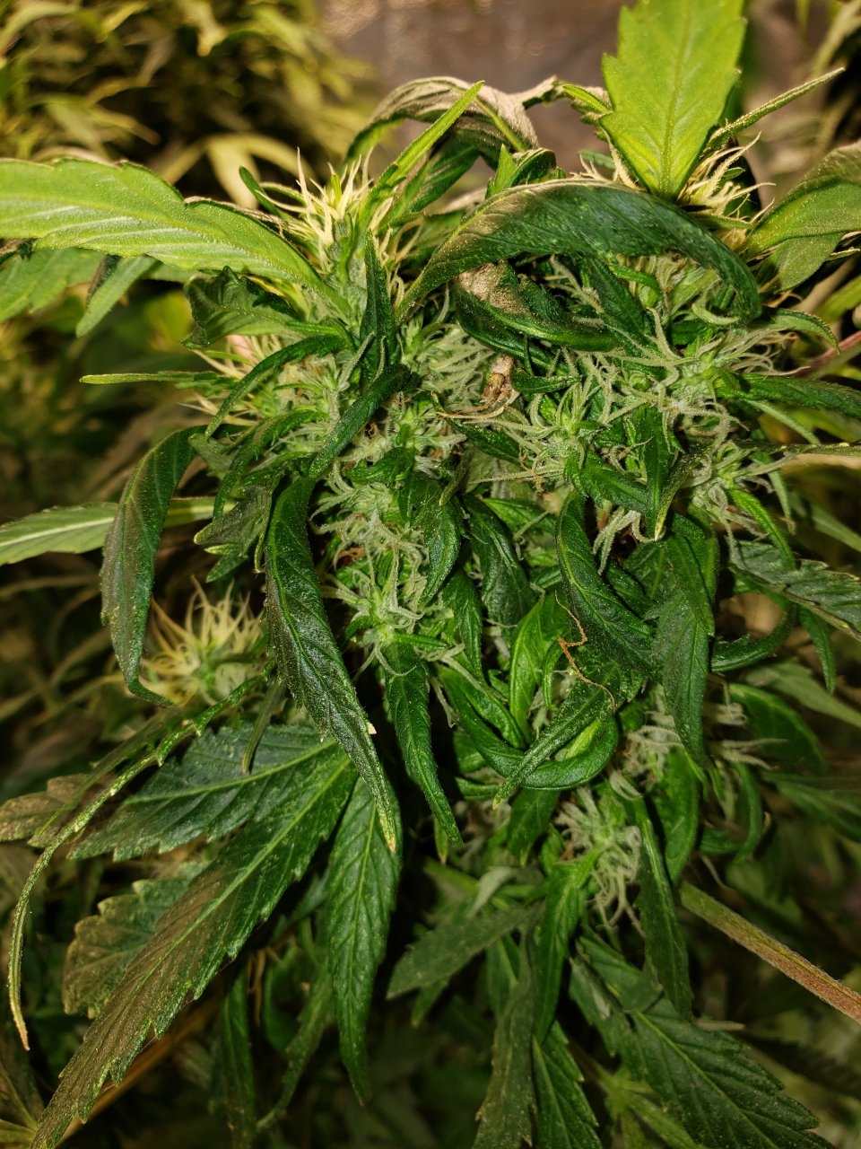 Budporn for the giant GSC clone