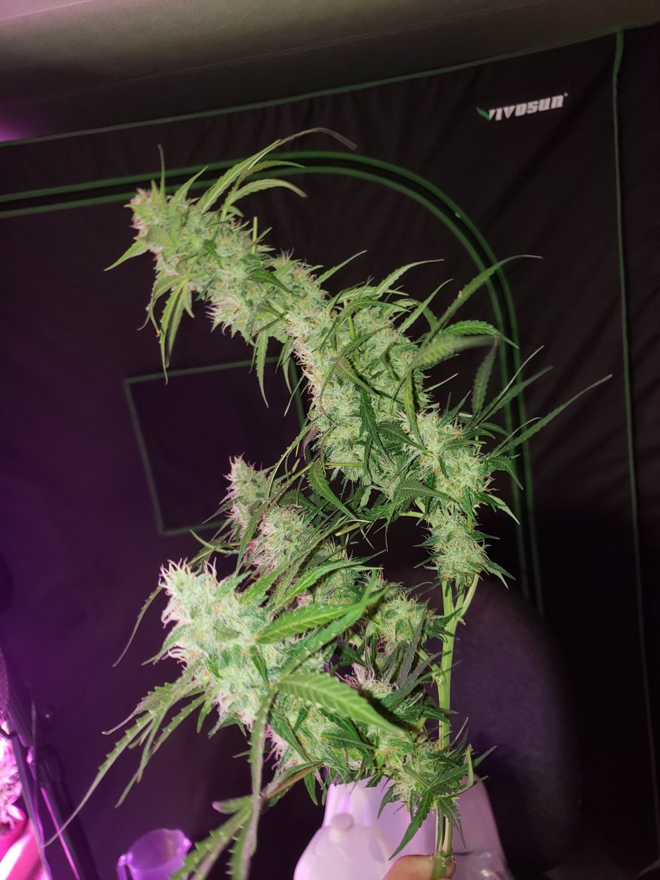 Buds so heavey it wont stand up Pineapple Express Auto