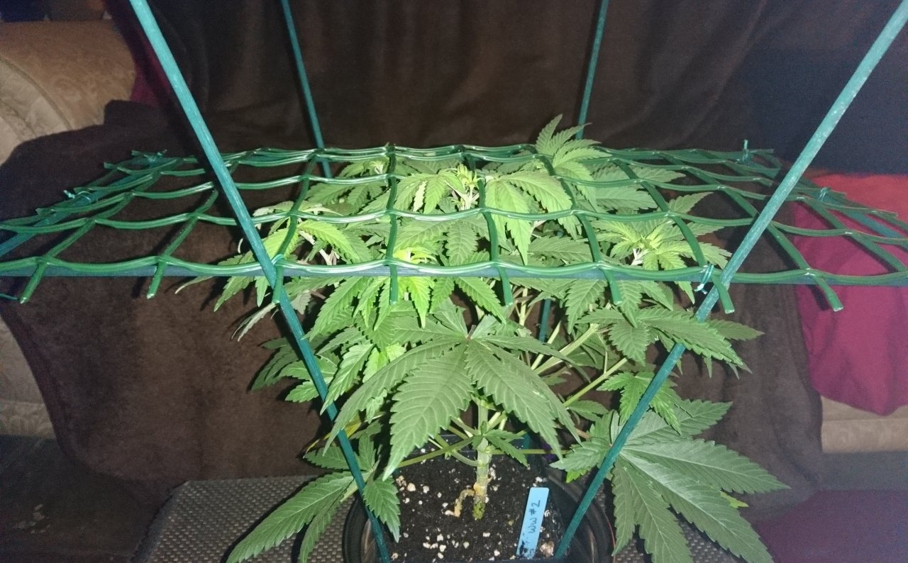 Building the scrog
