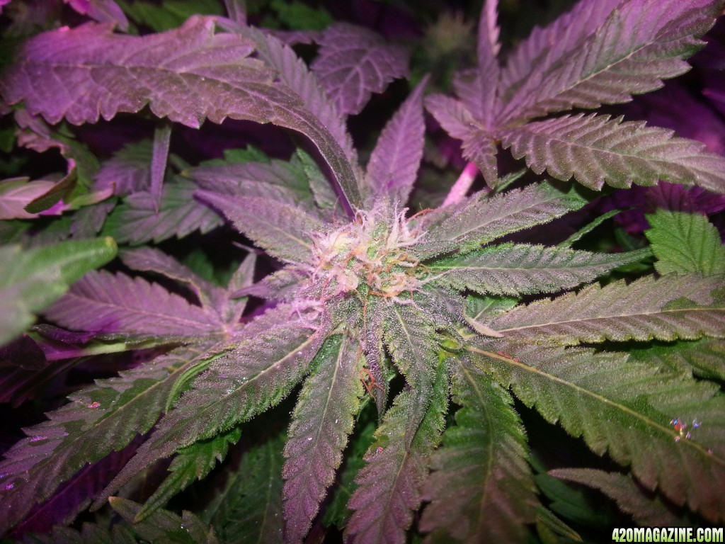 Caboose 26th day of flowering