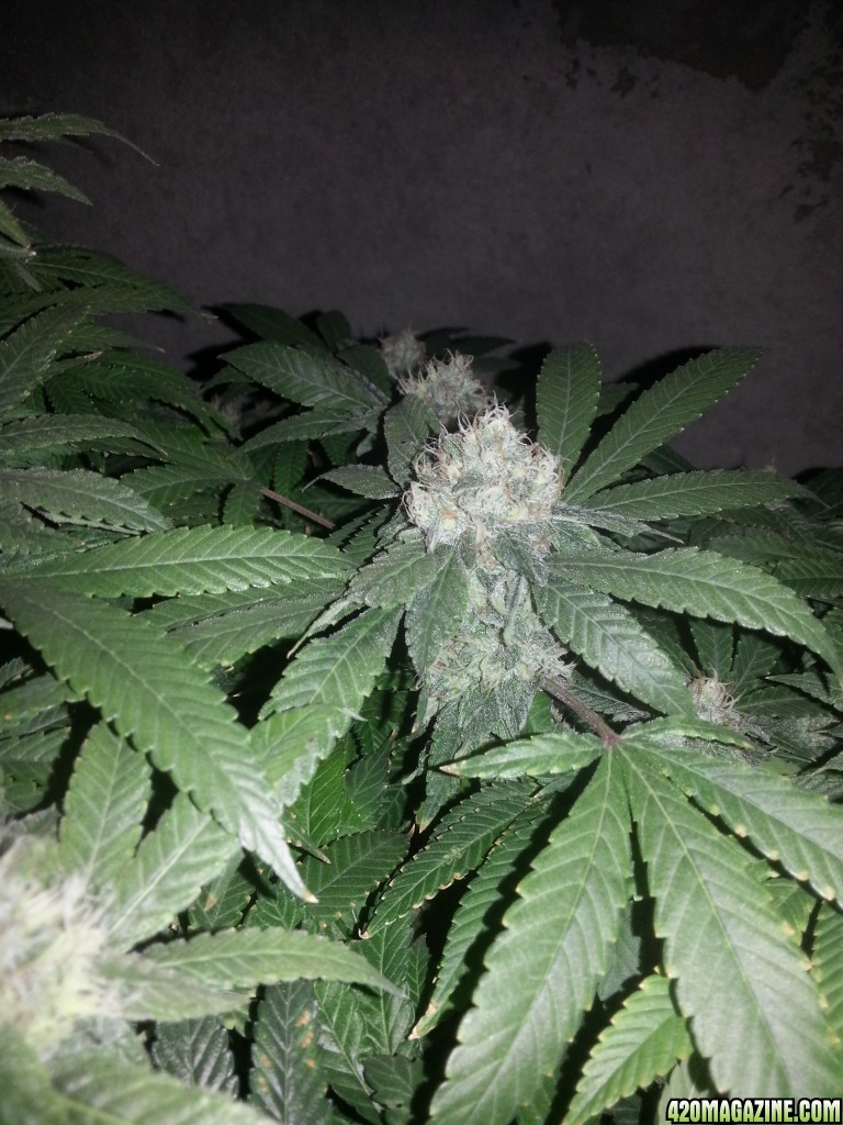 Caboose 50th day of flowering