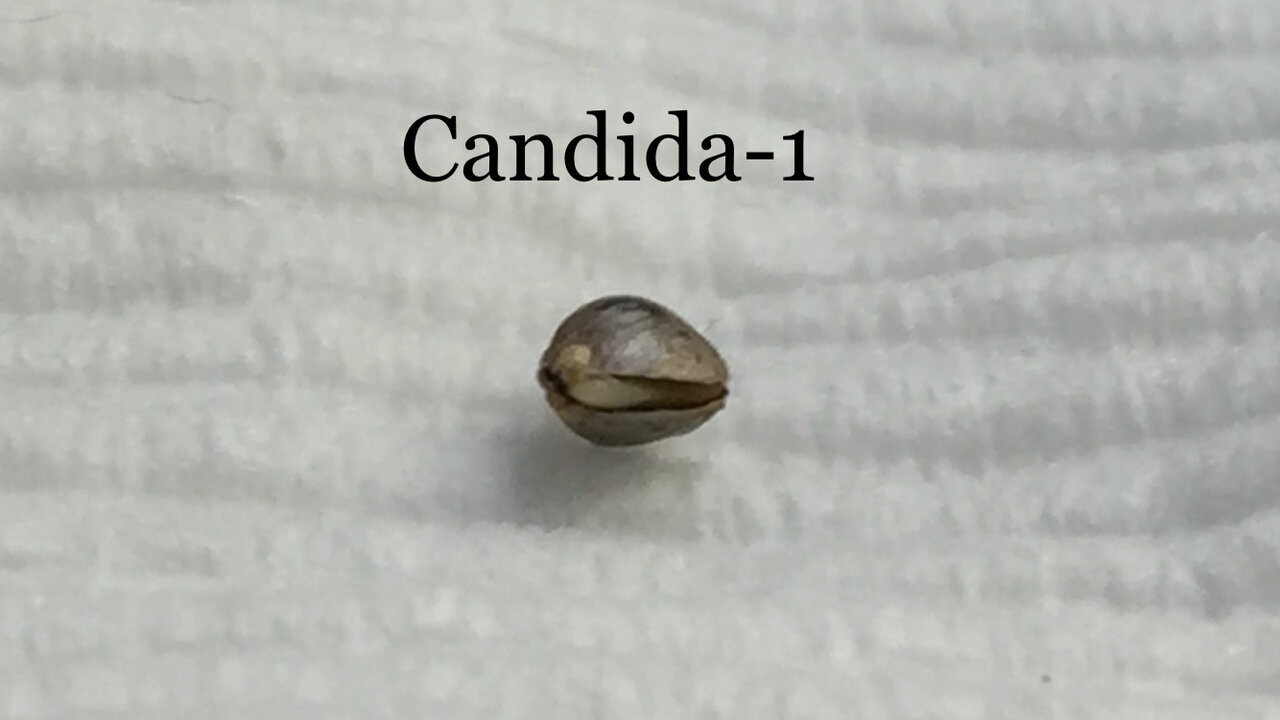 Candida-1