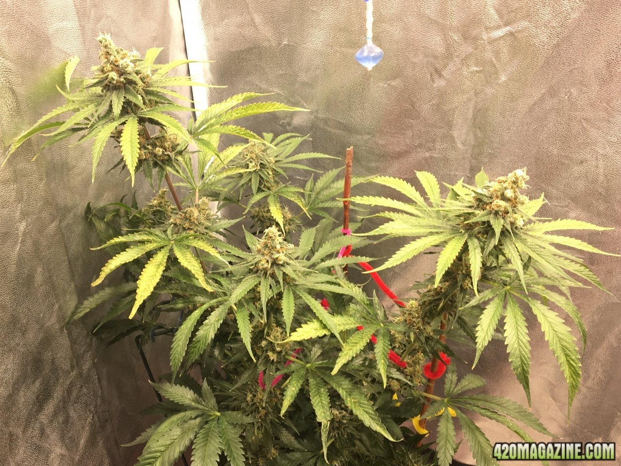 Candy Cane 4 (Day 120, flip + 58)