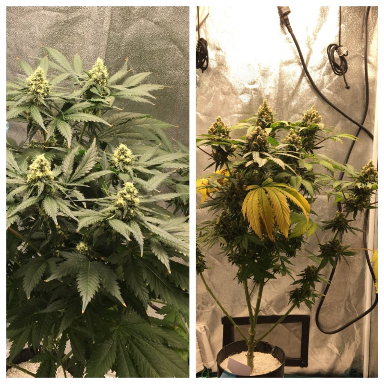 Candy Cane 5: 3 weeks apart