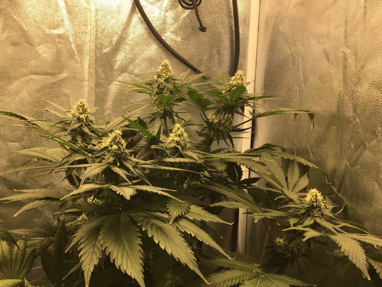 Candy Cane 5 (Day 74, flip + 4)