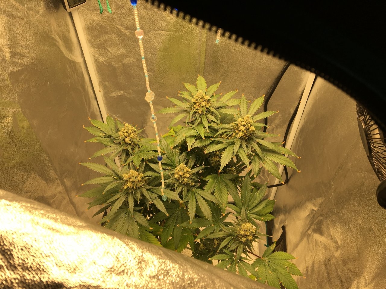 Candy Cane 5 (Day 90, flip + 50)