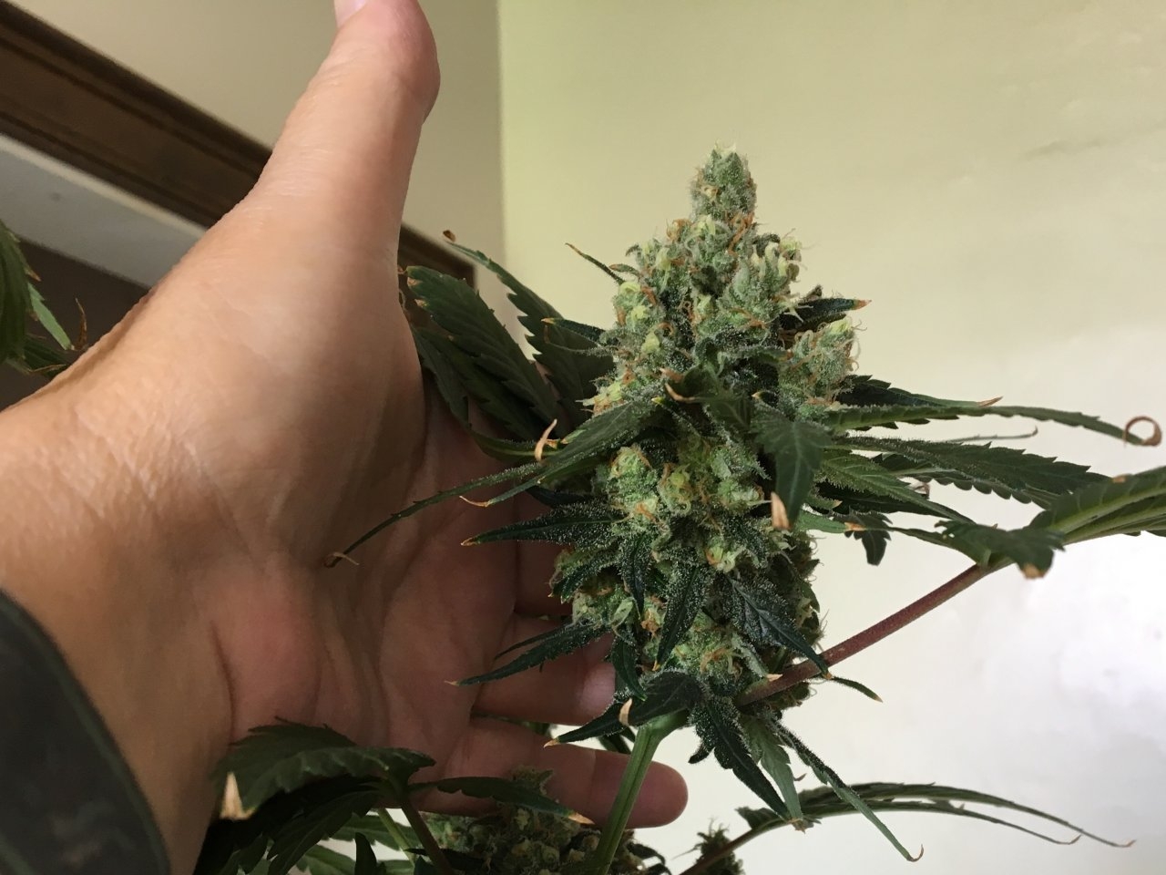 Candy Cane 5 (Day 90, flip + 50)