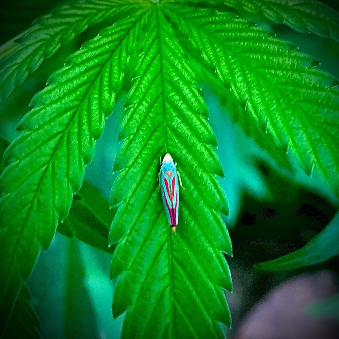 Candy Striped Leaf Hopper On Blue Dream