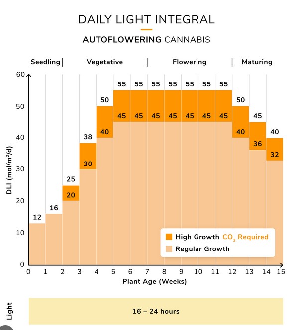 Cannabis Autoflower DLI chart.jpg