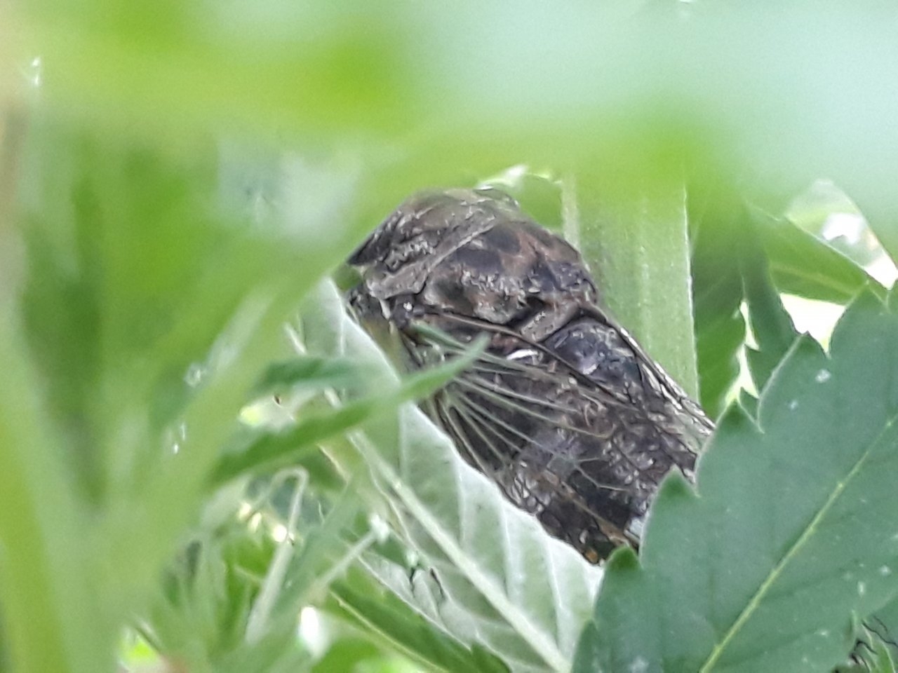 Cannabis Cicada a new cultivar.