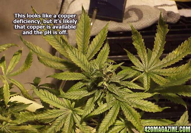 cannabis-copper-deficiency