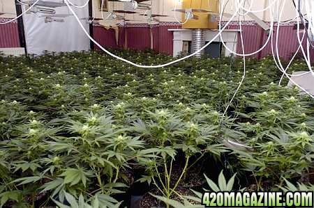 Cannabis Cottage