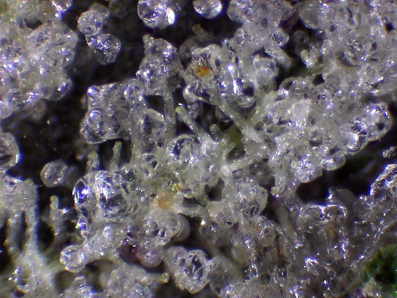 cannabis crystals