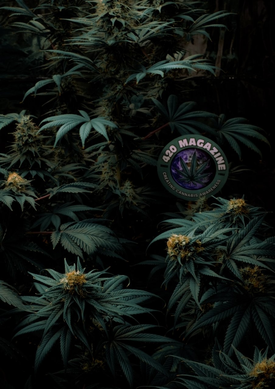 Cannabis Jungle Friends By Moonlight.jpg