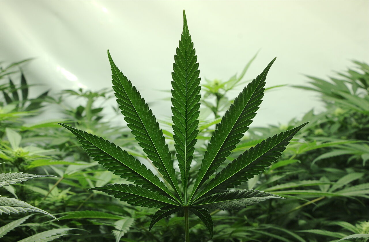 Cannabis Leaf w/Garden Background