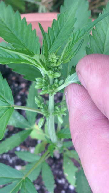 Cannabis Plant Male or Female?