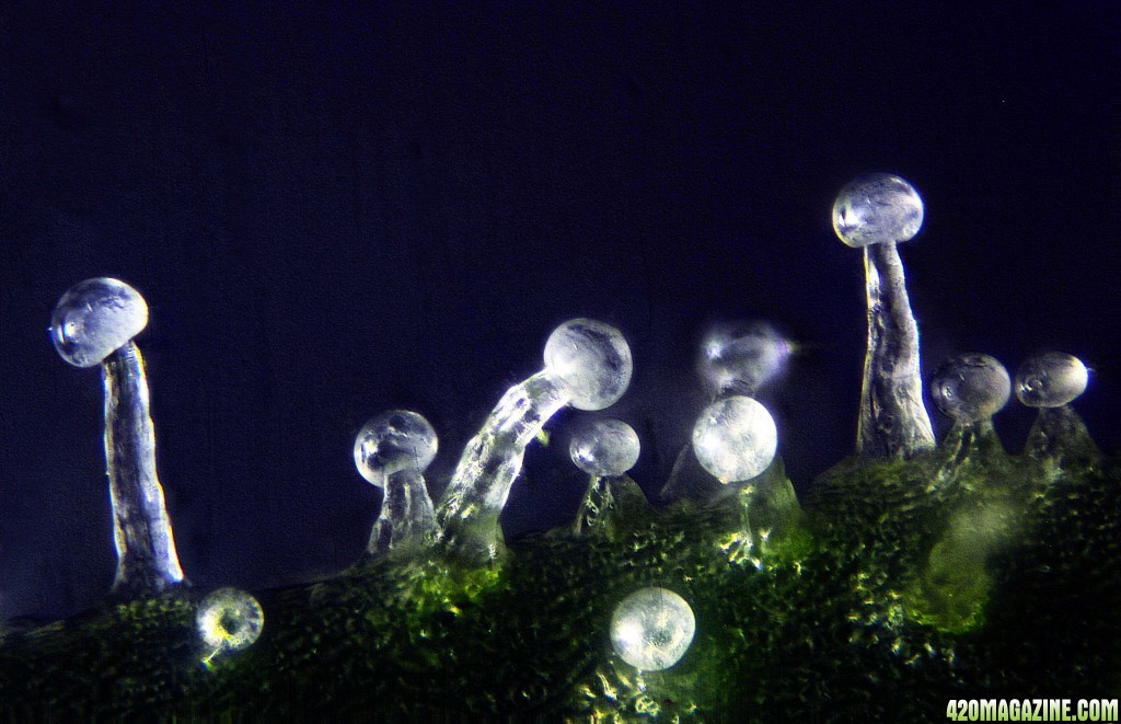 cannabis resin glands at 20x