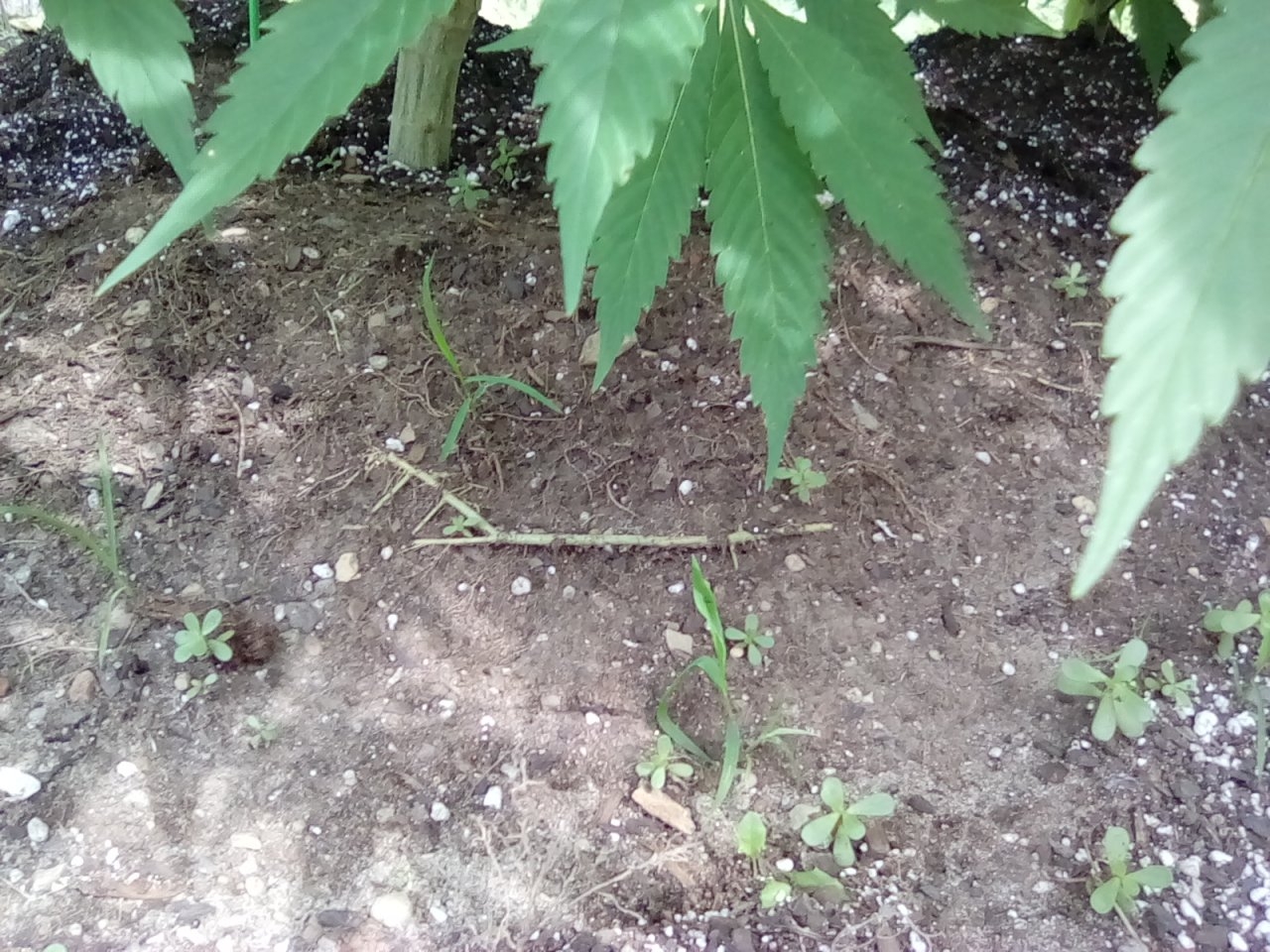 Cannabis roots will grow in circles even when planted in ground with plenty of space.