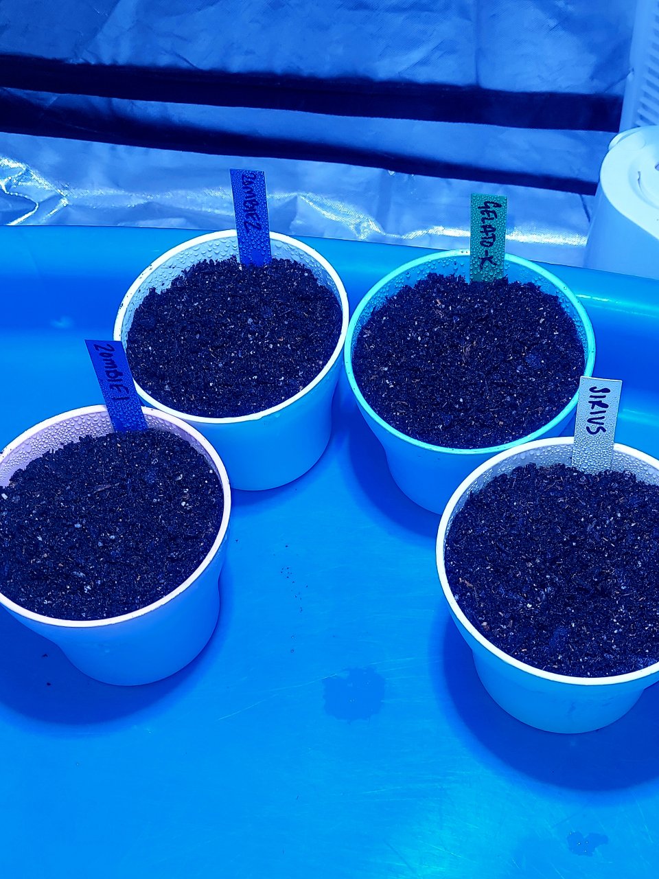 Cannabis Seedling Sprout Set-Up-Main
