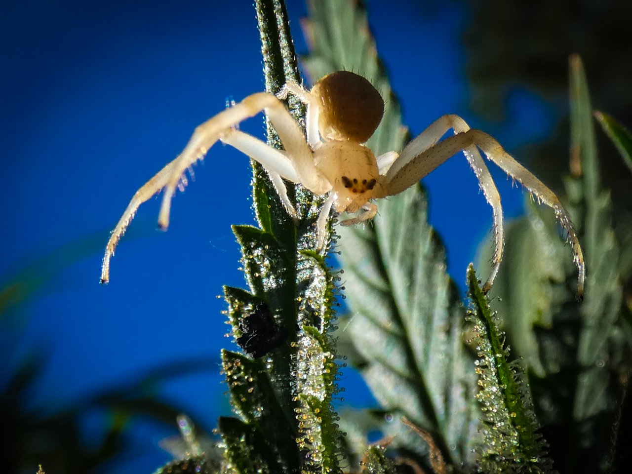 Cannabis spider