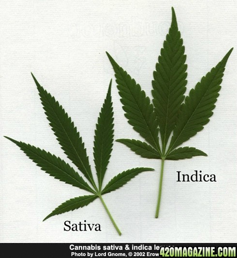 cannabis_spp_leaf7