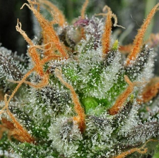 Cannapot cannabisseeds - female weedseeds and more dopeseeds