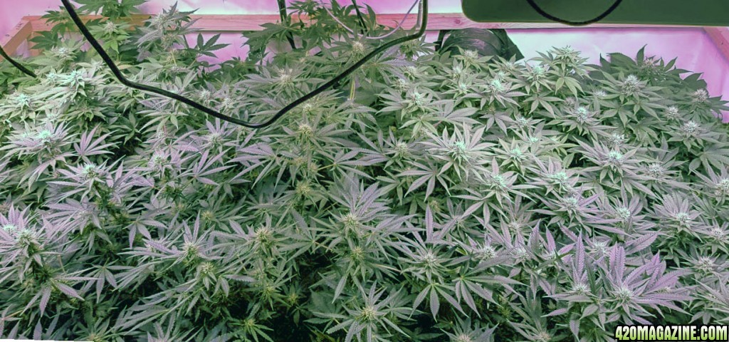 Canopy day 25 in flower