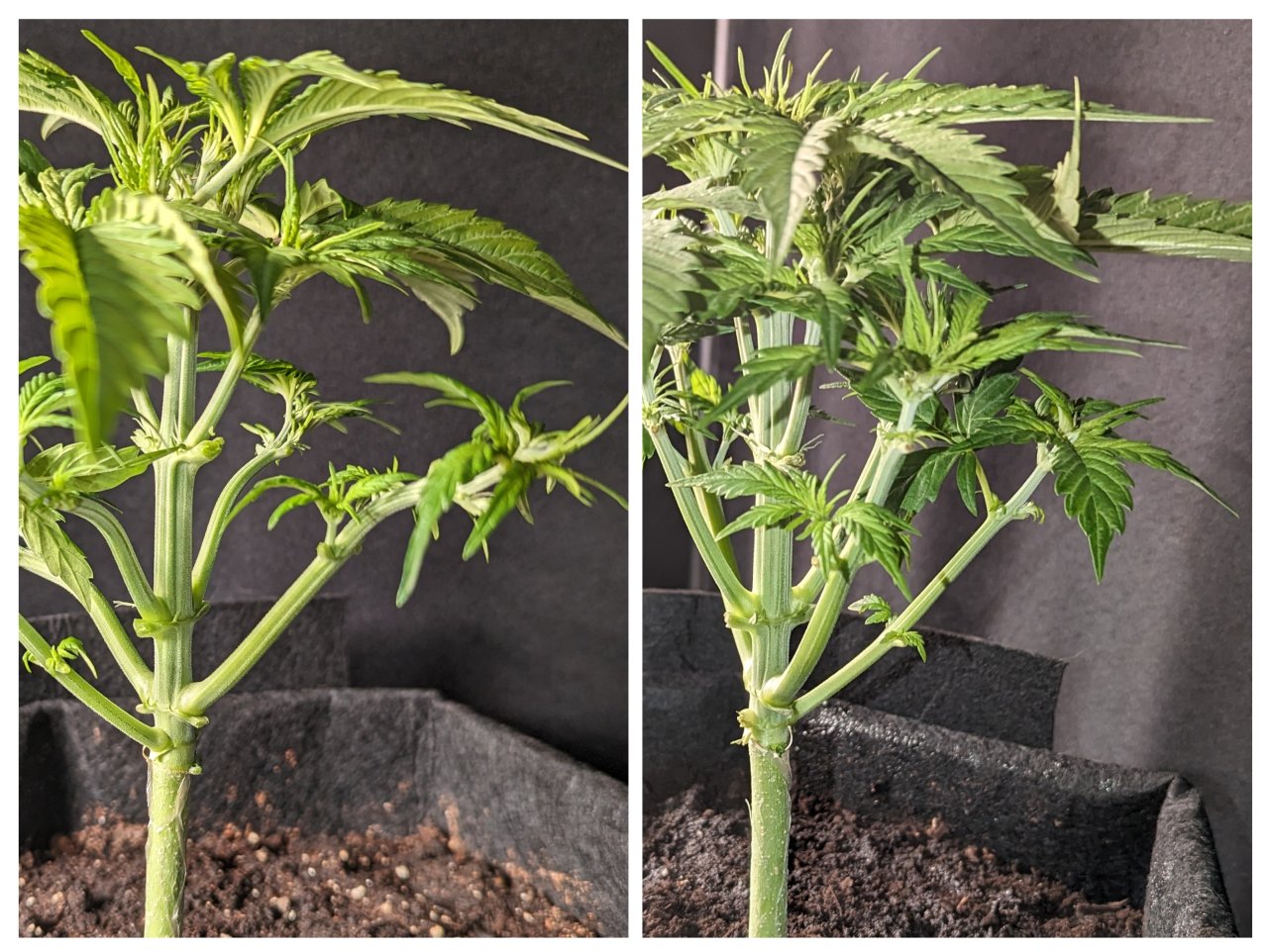 Carmella (Dosidos auto by Royal Queen), 11/09/23 – day 23 (left) & 11/10/23 – day 24 (right)