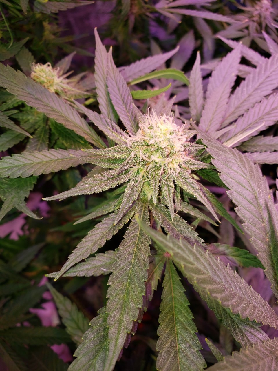 Cbd critical cure day 32 of flower