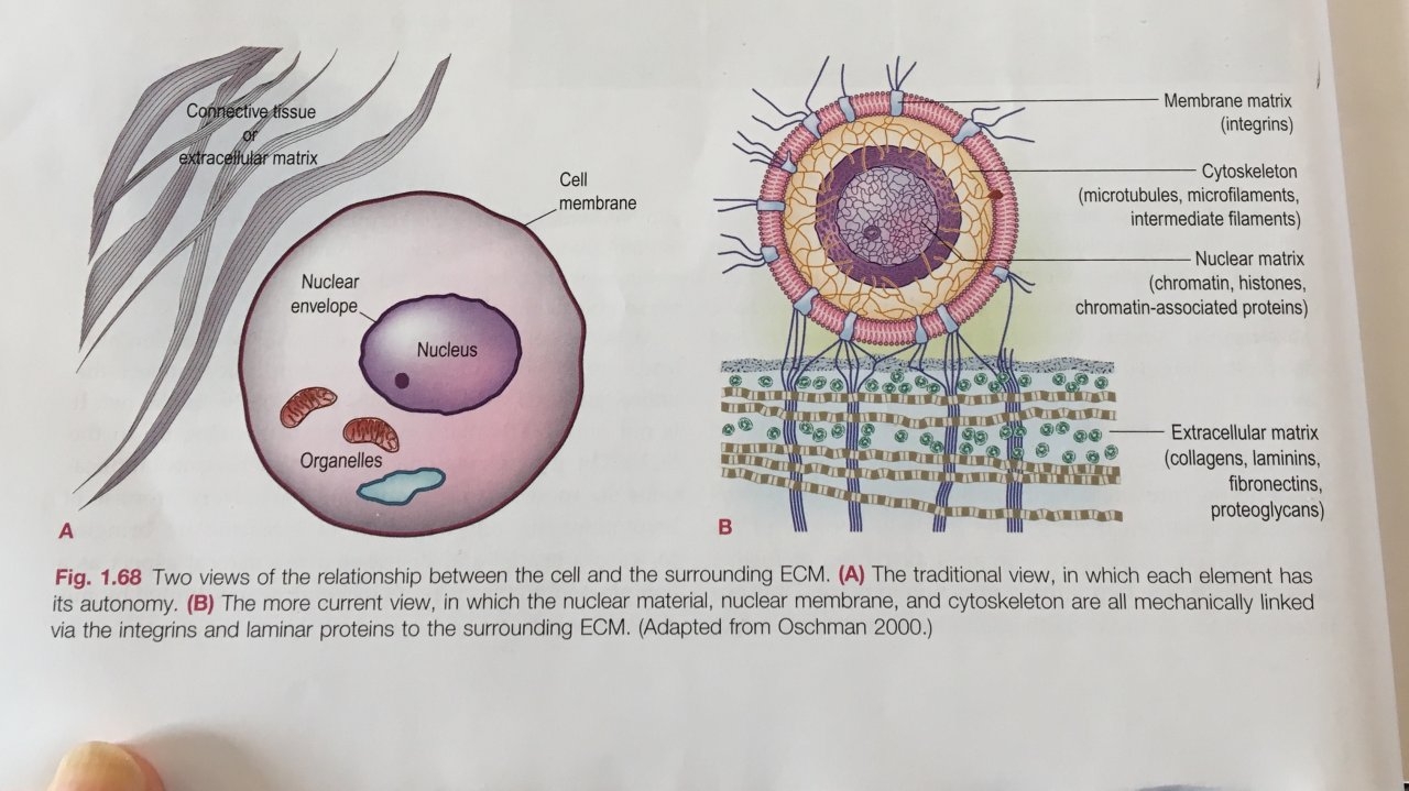 Cellular structure: perceived vs reality