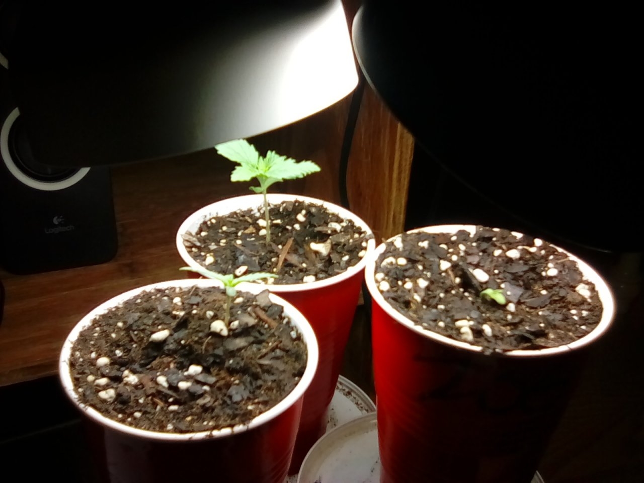 CFL lighting inches away from seedlings