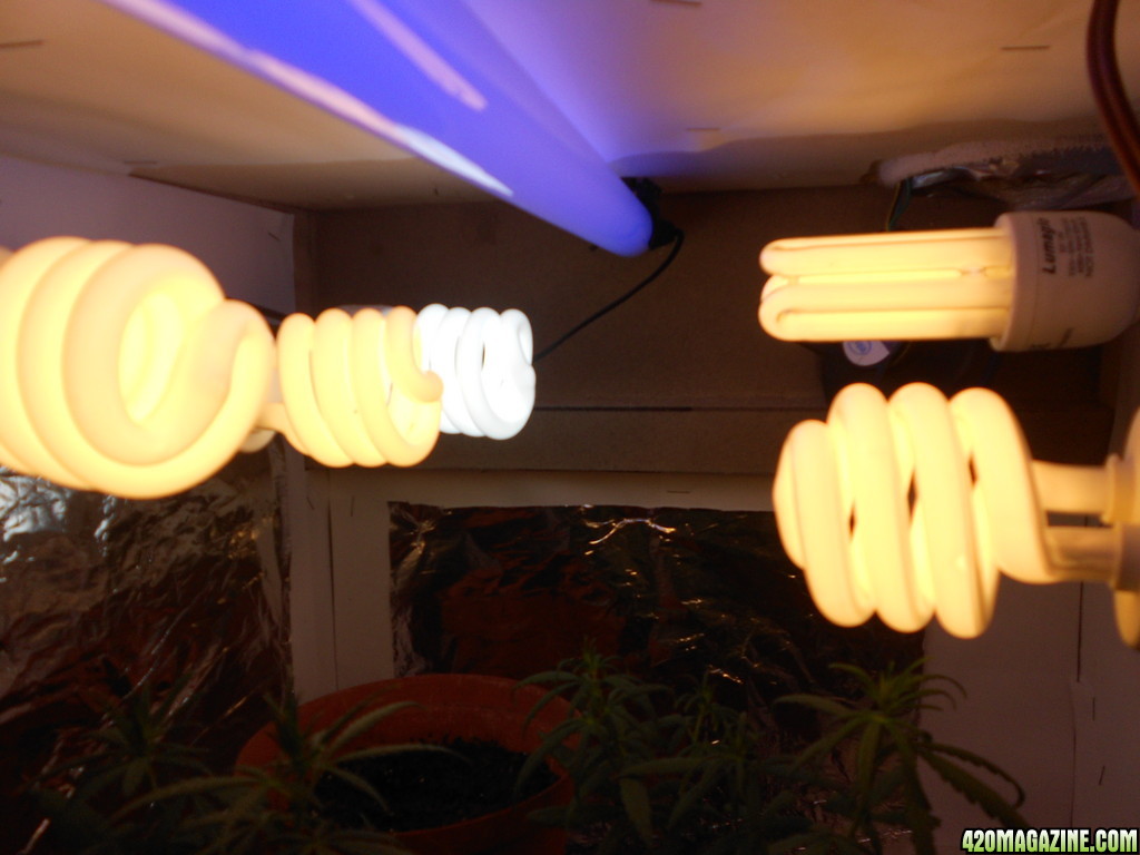 CFL lighting