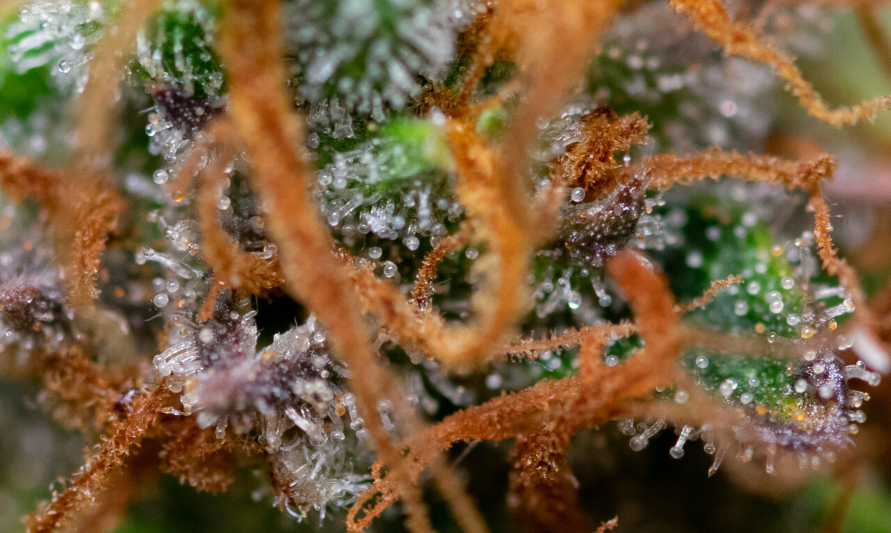 Checking the trichomes and I thought this was a pretty cool shot.