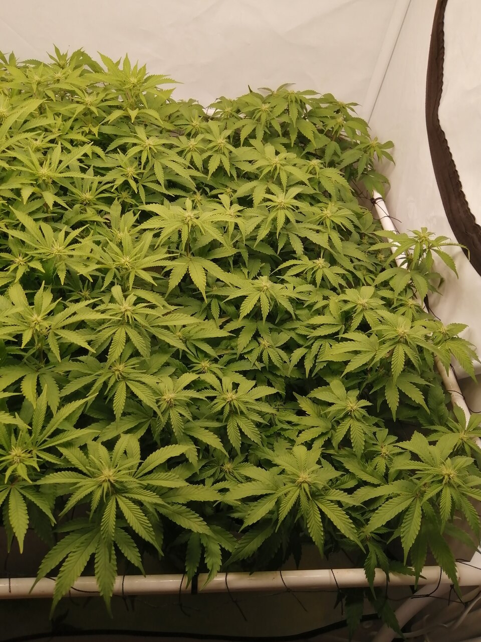 Cheese By Seedsman - Day 15 Of Flower