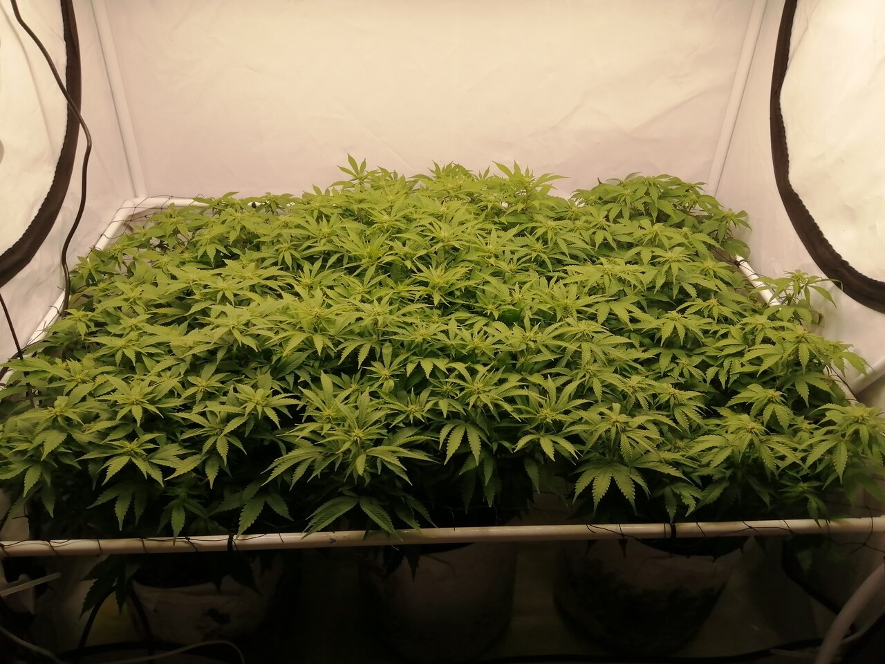 Cheese By Seedsman - Day 15 Of Flower