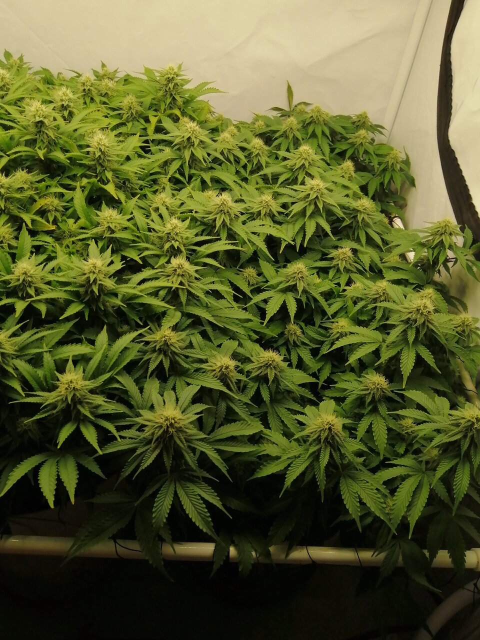Cheese By Seedsman - Day 30