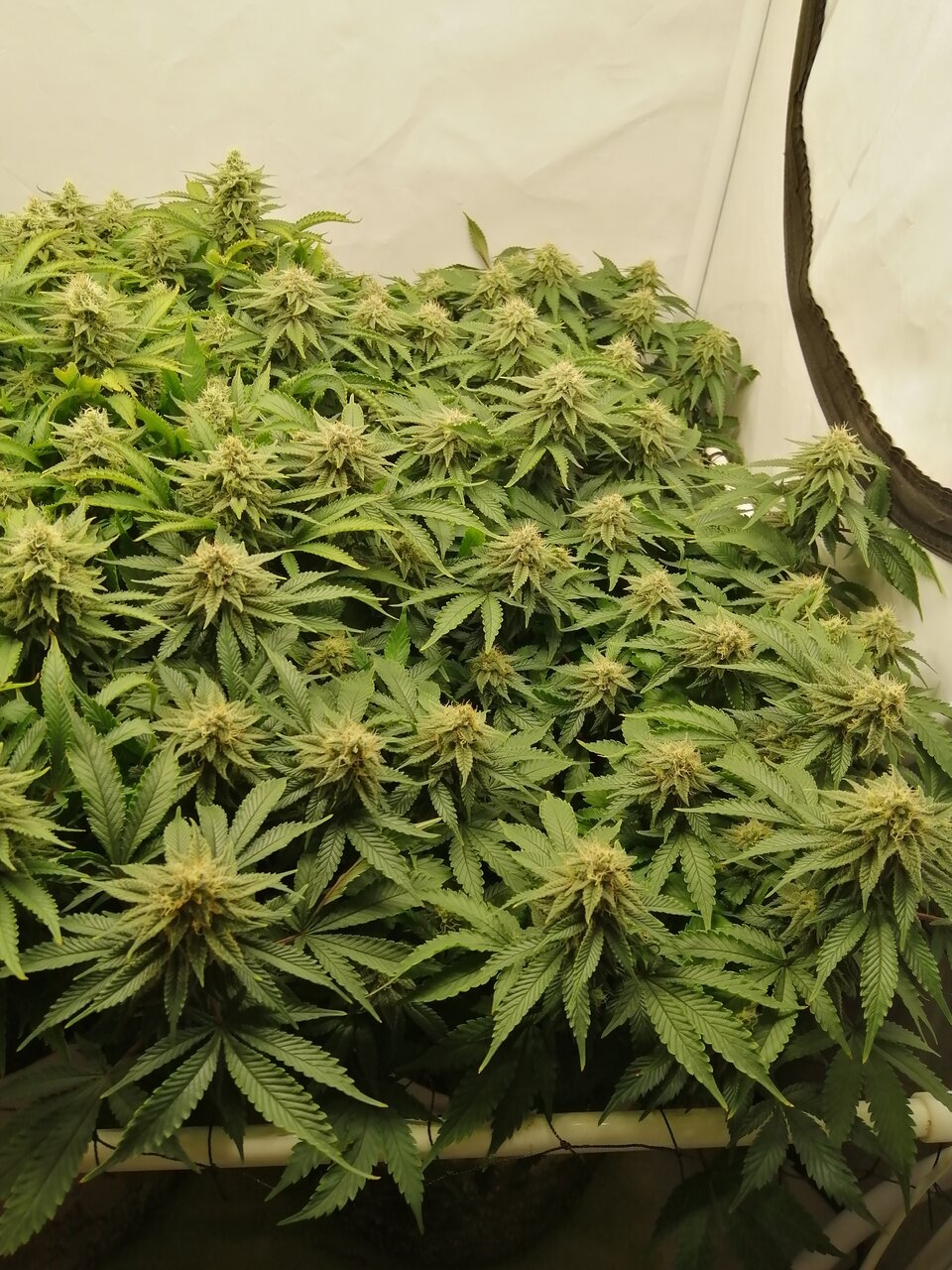 Cheese By Seedsman - Day 39