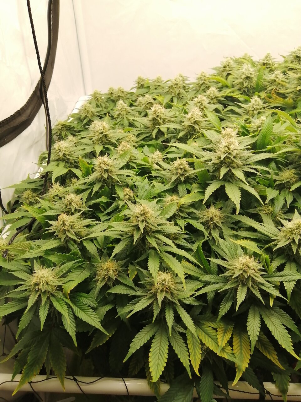 Cheese By Seedsman - Day 39