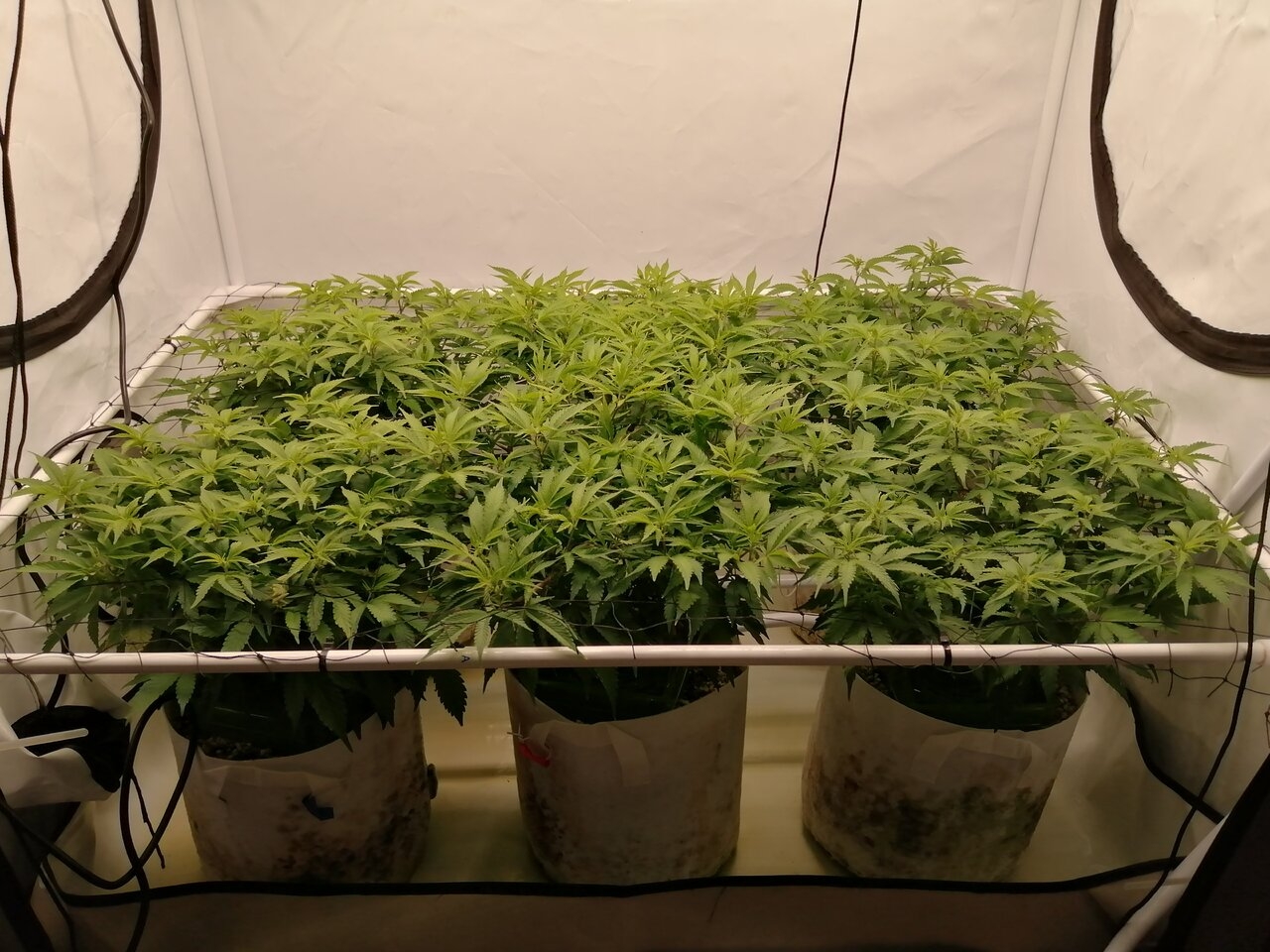 Cheese By Seedsman - Day 4 Of Flower