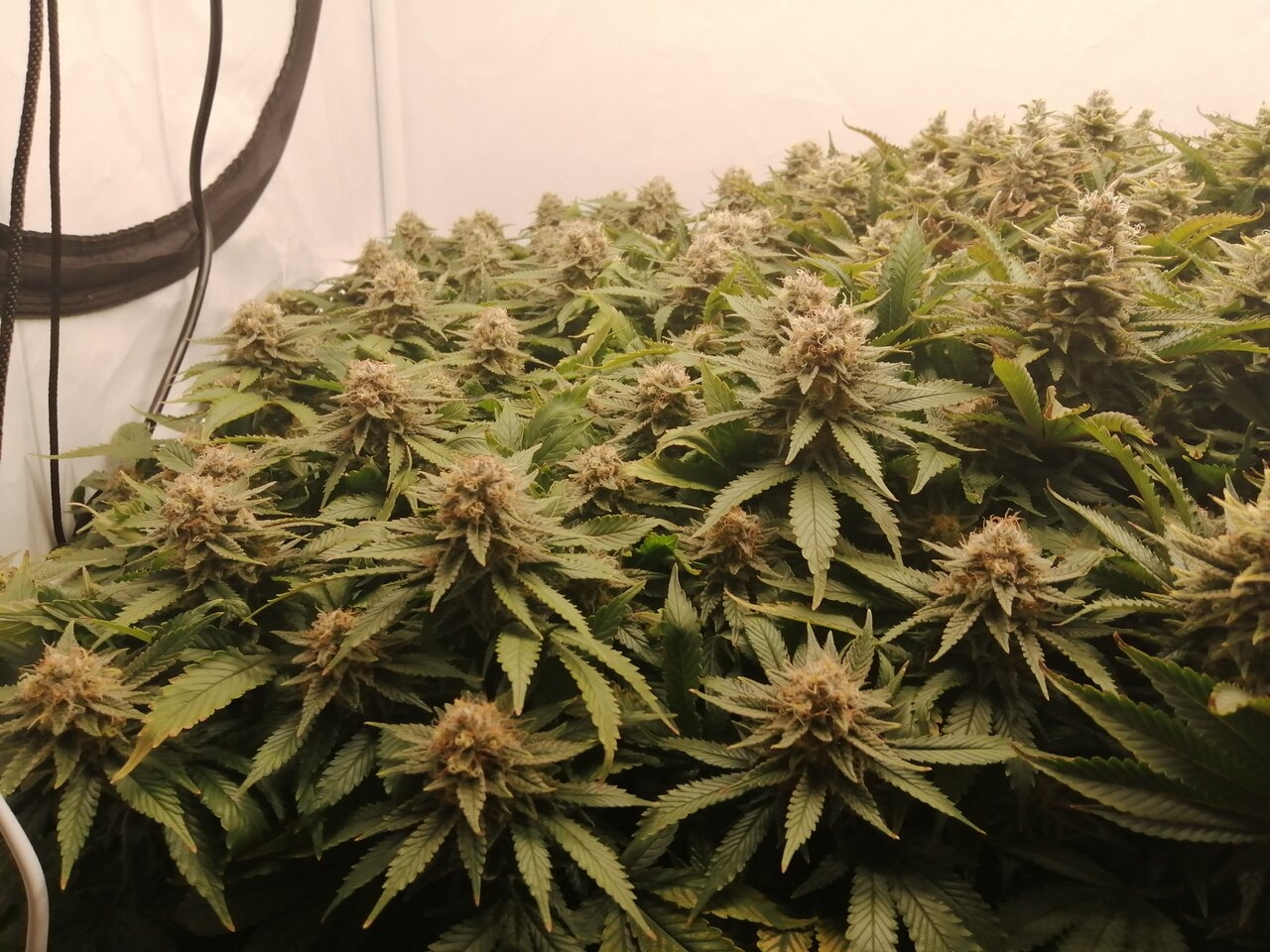 Cheese By Seedsman - Day 55