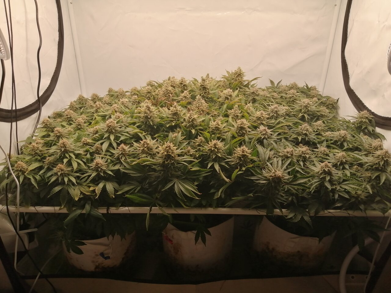 Cheese By Seedsman - Day 55
