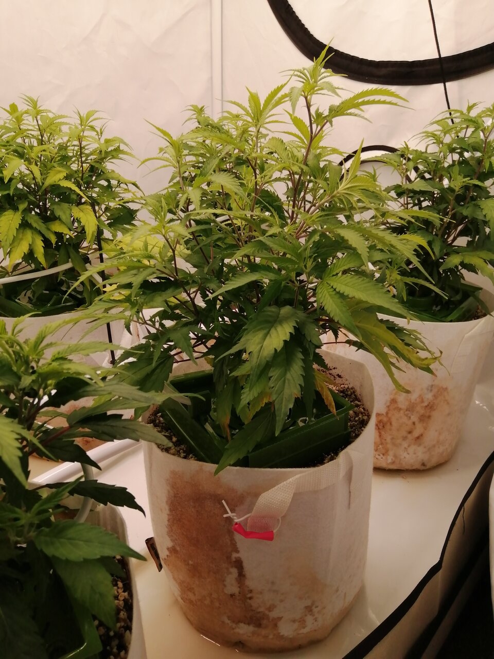 Cheese Clones By Seedsman