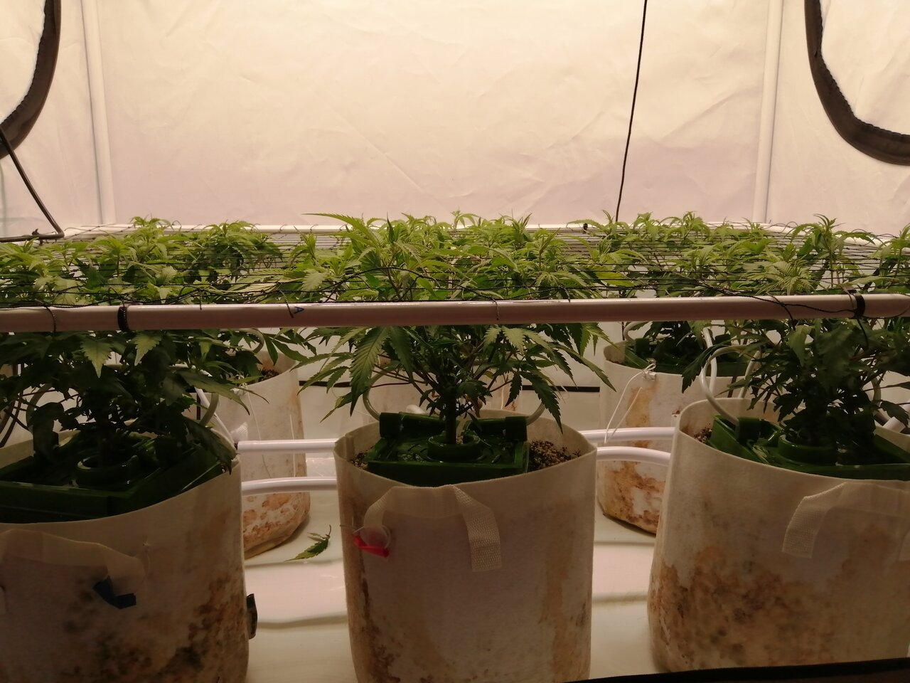 Cheese Clones By Seedsman