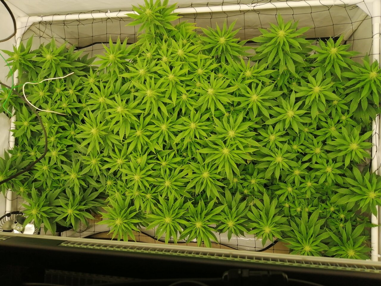 Cheese Scrog Day 17 Of Flower