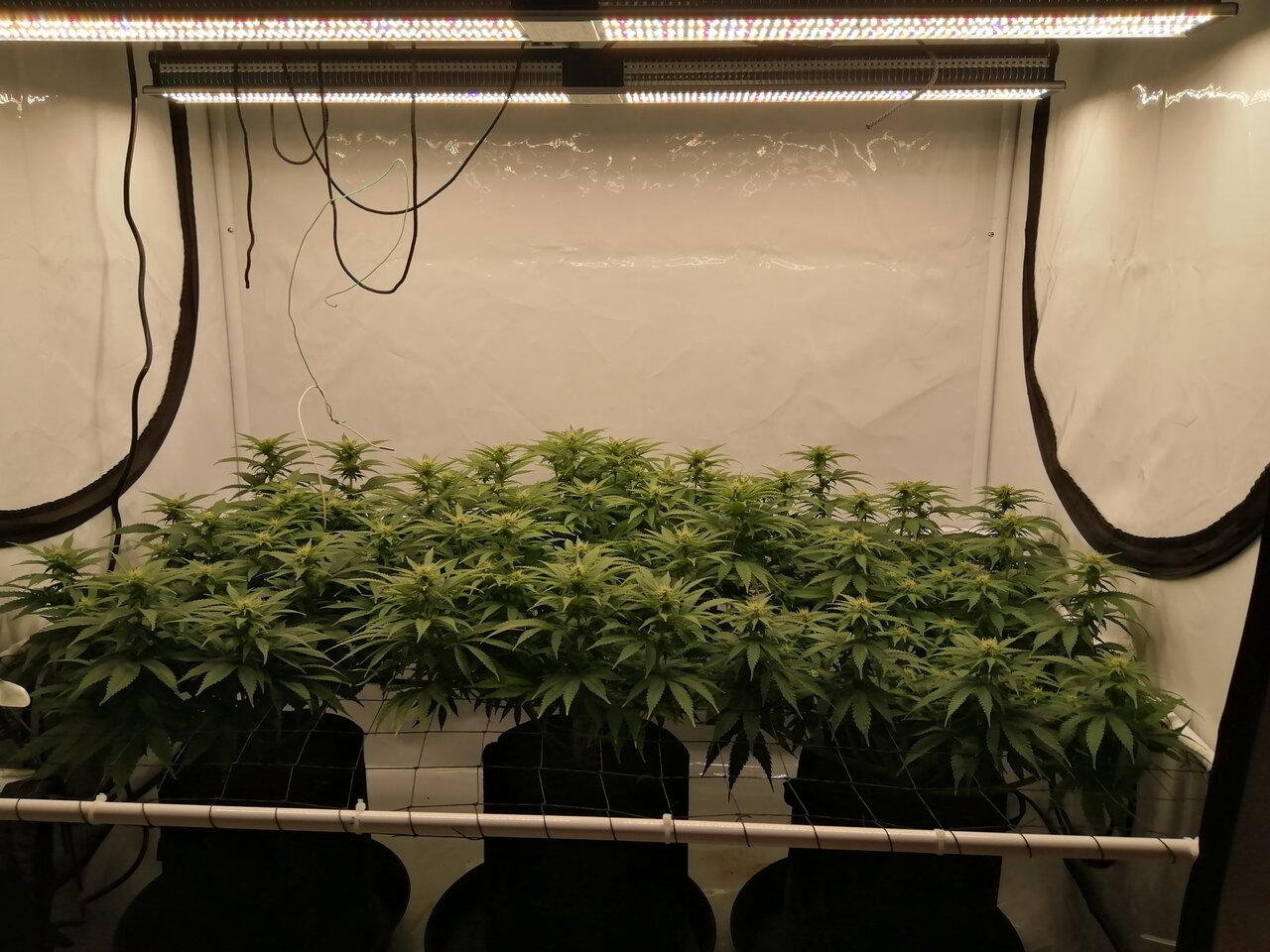 Cheese Scrog Day 17 Of Flower
