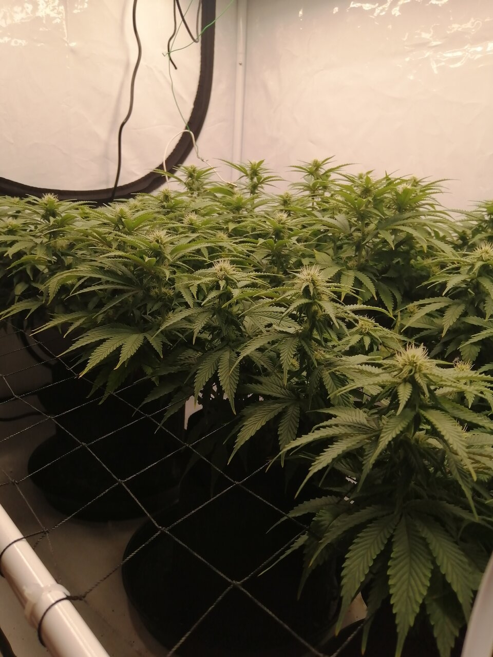 Cheese Scrog Day 18 Of Flower