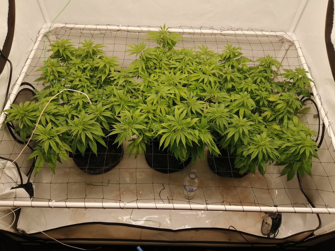 Cheese Scrog Day 2 Of Flower