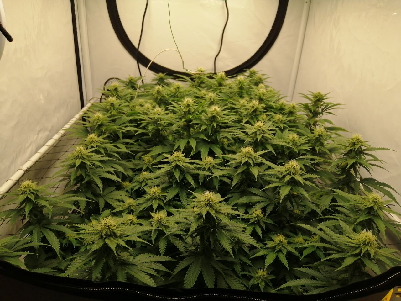 Cheese Scrog Day 23 Of Flower