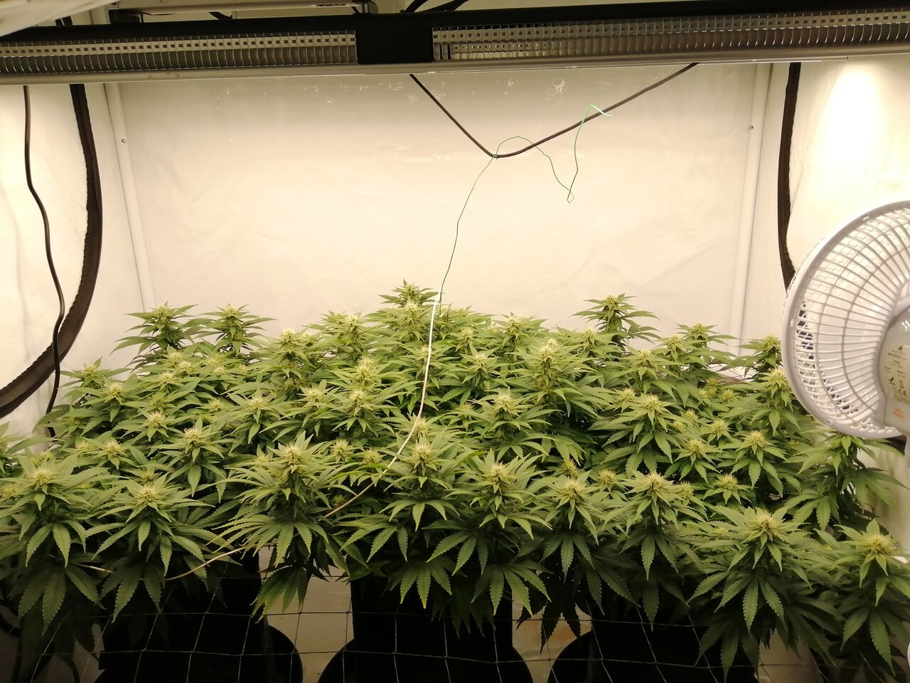 Cheese Scrog Day 23 Of Flower