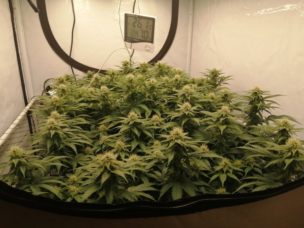 Cheese Scrog Day 25 Of Flower